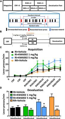 Pharmacological Blockade of Adenosine A2A but Not A1 Receptors Enhances Goal-Directed Valuation in Satiety-Based Instrumental Behavior